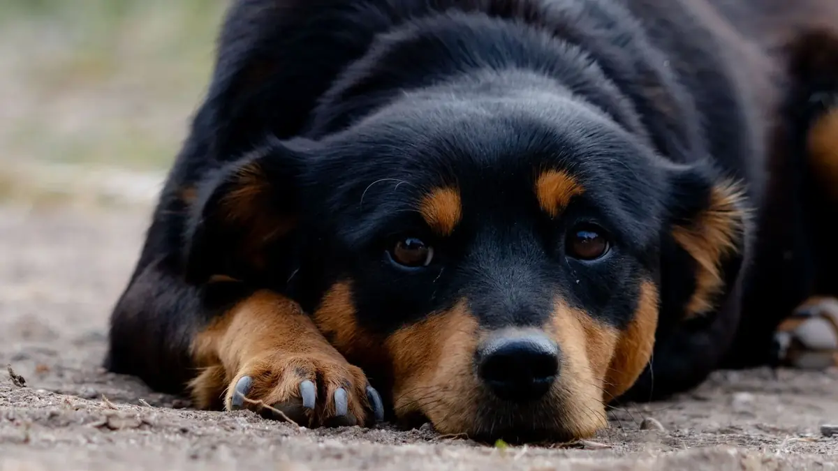 un chien qui a l'air stress&eacute;
