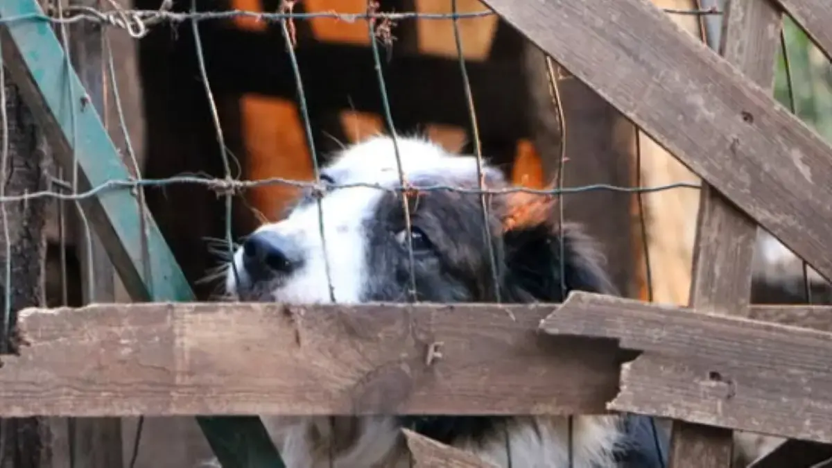 chien derri&egrave;re un grillage