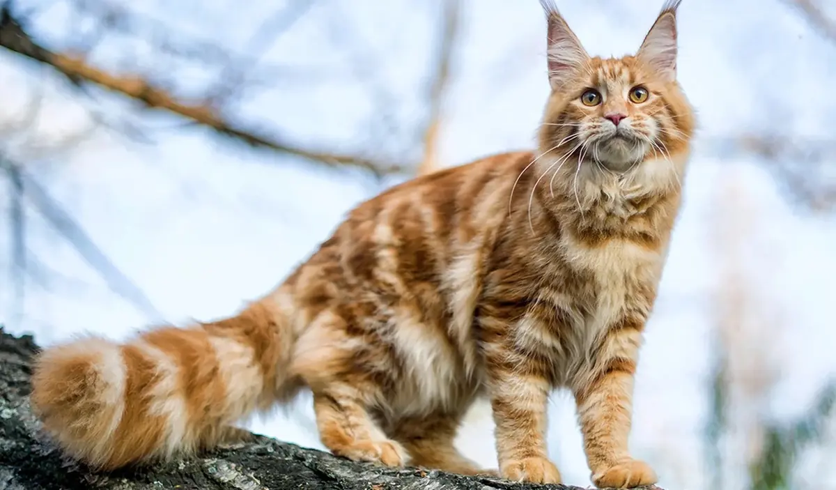 chat de race main coon &agrave; adopter