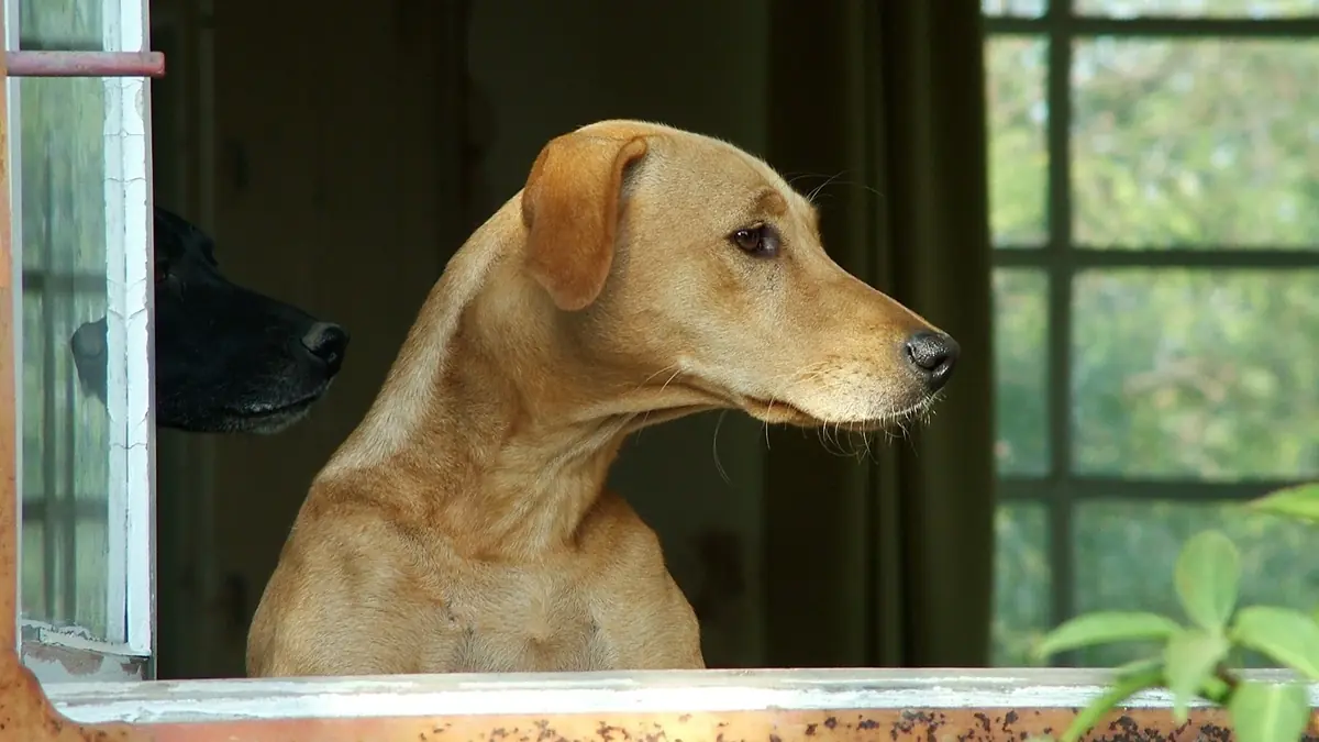 deux chiens &agrave; la fen&ecirc;tre