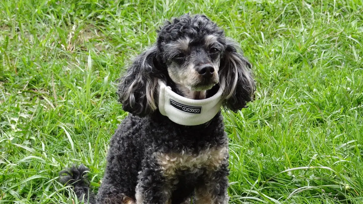 animal malade qui n'a pas acc&egrave;s aux soins gratuits car le ma&icirc;tre a des probl&egrave;mes financiers