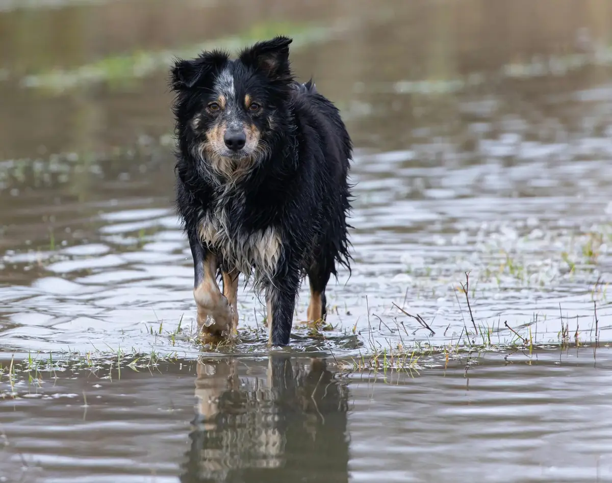 chien lors d'une inondation