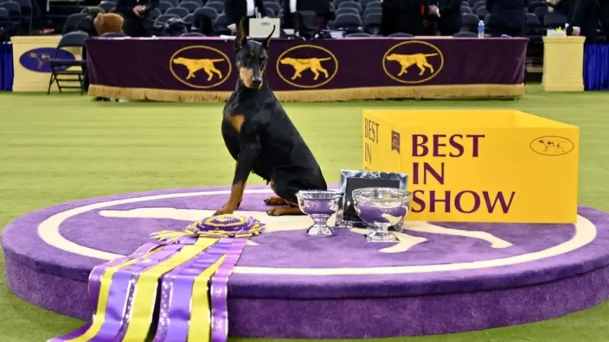 Penny, une Pinscher Doberman pas comme les autres