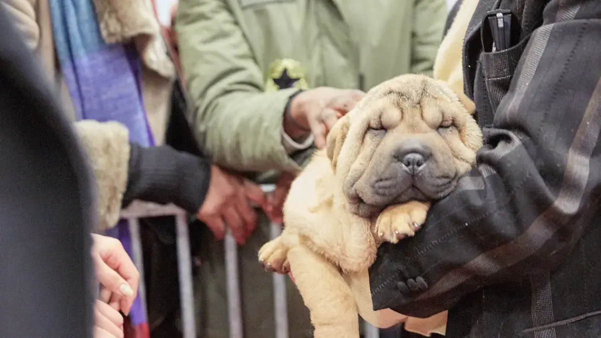 chiot port&eacute; dans un salon du chiot