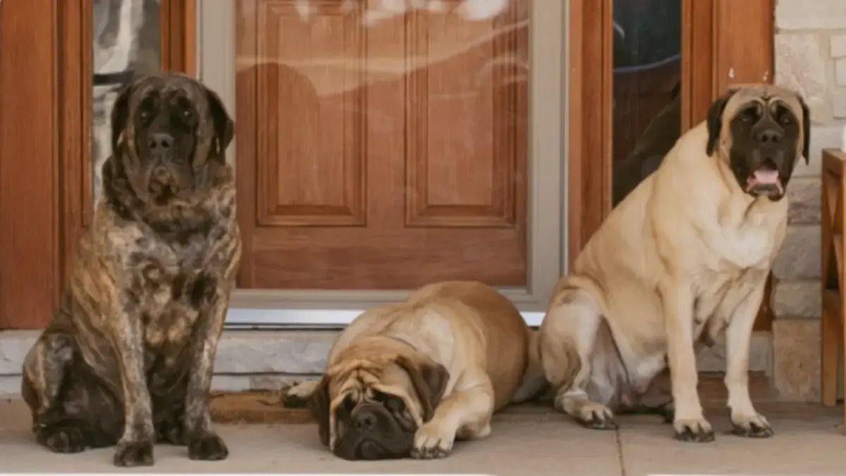 trois chiens mastiff anglais