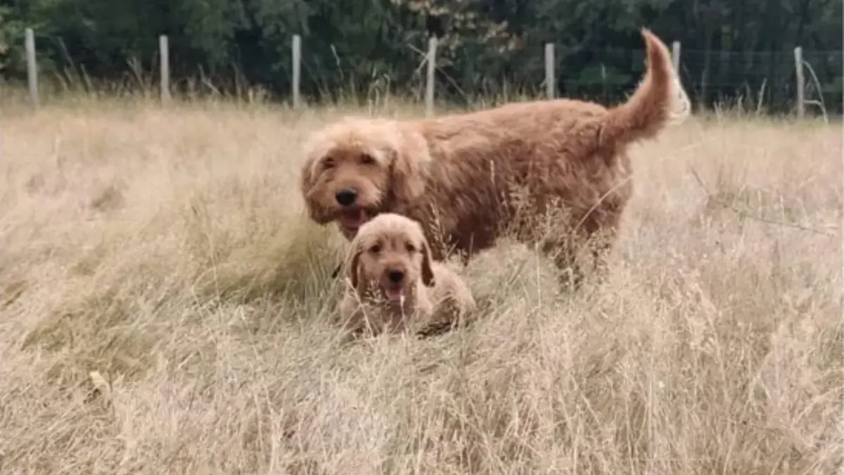 un Basset Fauve, une des 3 nouvelles races reconnues par l'American Kennel Club