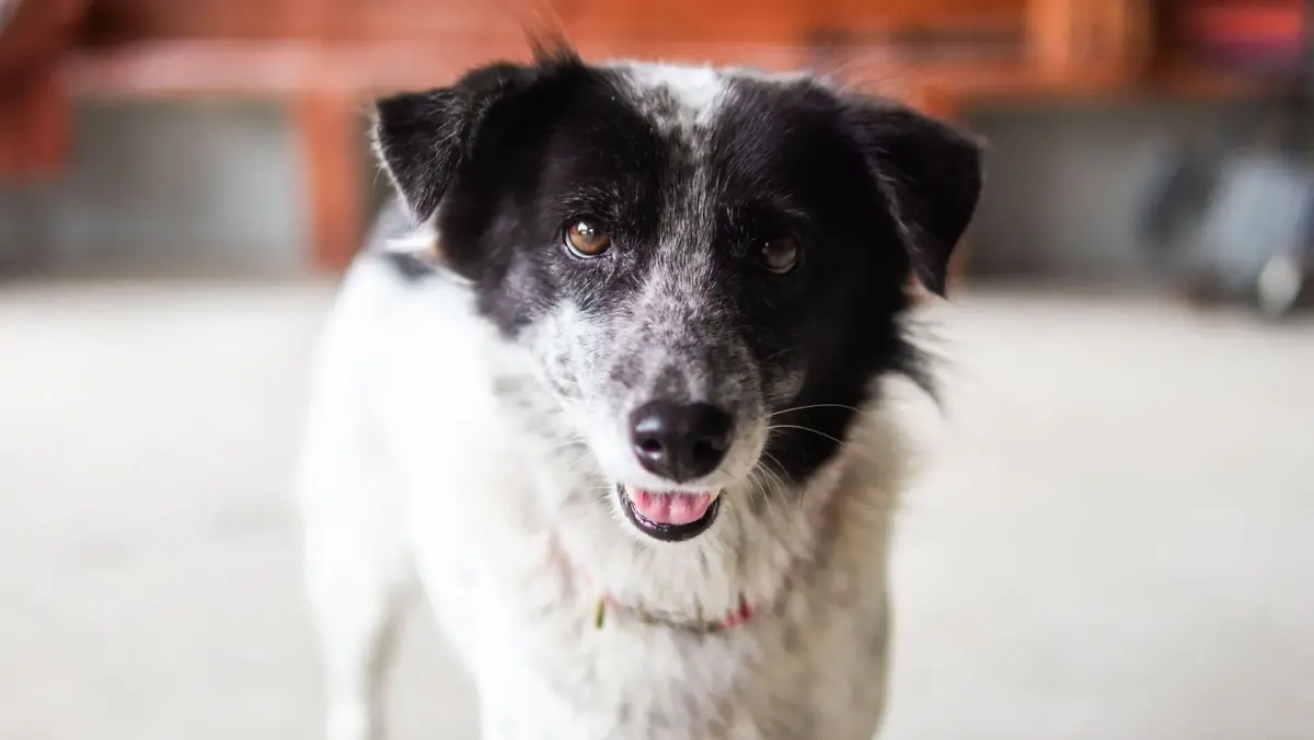 chien de race border collie &agrave; adopter en refuge apr&egrave;s avoir &eacute;t&eacute; abandonn&eacute;
