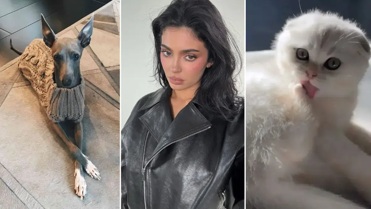 Kyllie Jenner, nouveau chat