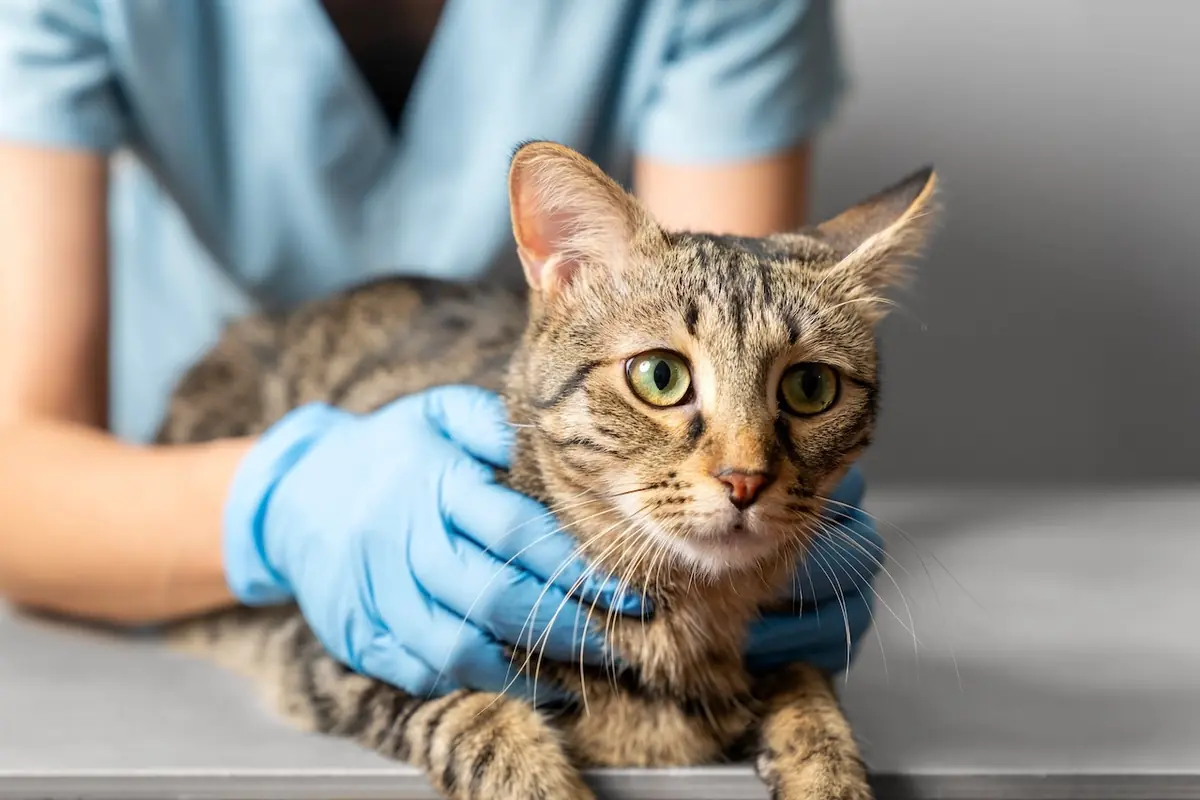 Assurance chat ; assurer son chat; frais de sant&eacute; chat;