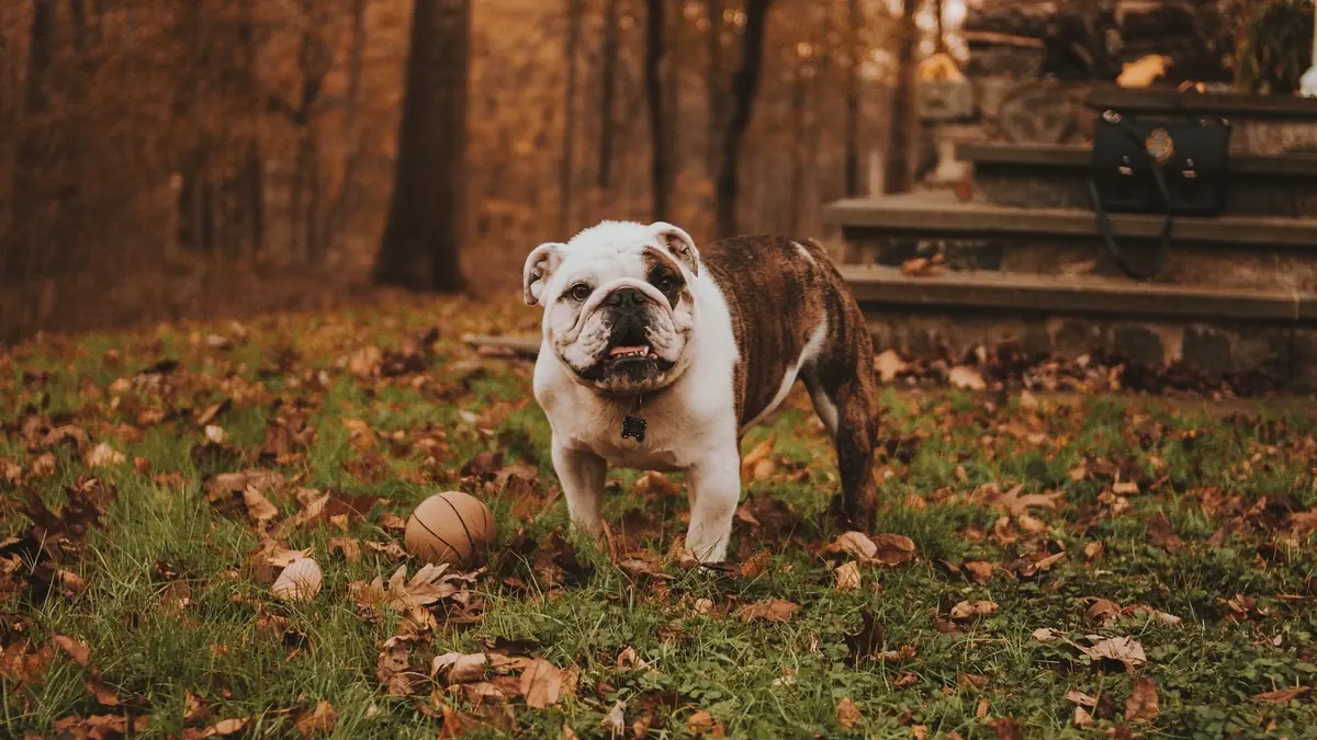 chien de race old English bulldog qui profite de l'automne en s&eacute;curit&eacute;