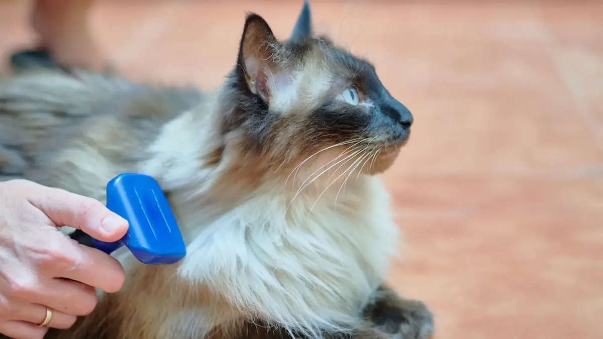 un chat persan entrain d'&ecirc;tre bross&eacute; pour &eacute;viter les catons ou bourres