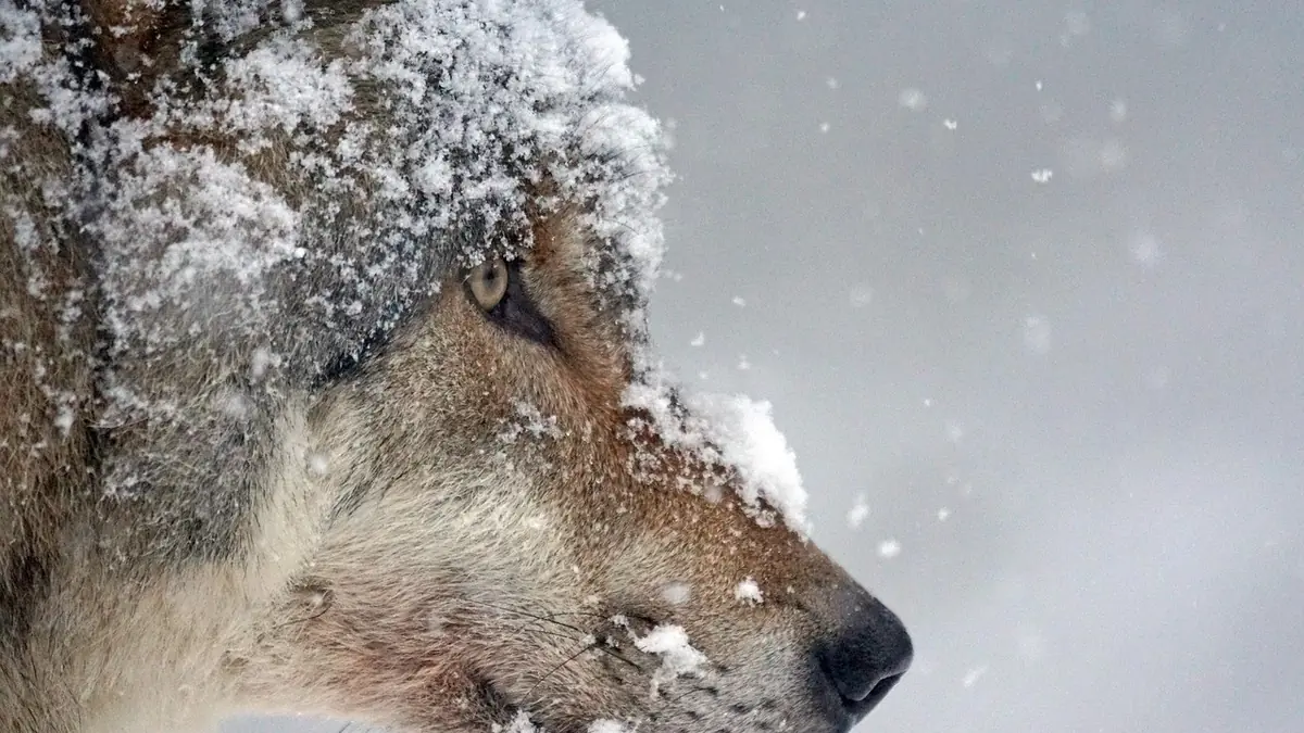 chien loup dans la neige