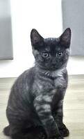Adopter  chat : Bolt