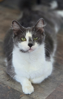 Adopter  chat : Naoki