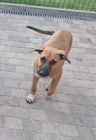 Adopter  chien : Bubba