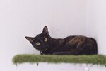 Nikita