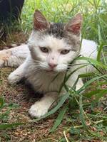 Adopter  chat : Marco