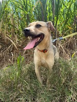 Adopter  chien : Baia