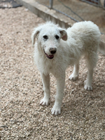 Adopter  chien : Blanca