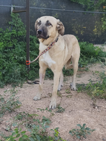 Adopter  chien : Clau