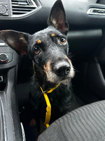 Adopter  chien : Louky