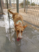 Adopter  chien : Niebla