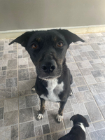 Adopter  chien : Saga