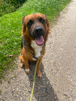 Adopter  chien : Unther