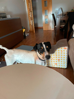 Adopter  chien : Vincent