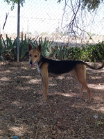 Adopter  chien : Zoe