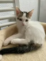 Adopter  chat : TANG