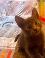 Adopter  chat : luffy