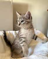 Adopter  chat : Milox