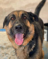 Adopter  chien : Anton