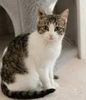 Adopter  chat : Perronnelle