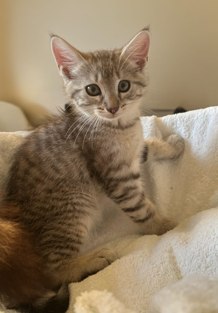 Adoption Milox