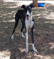 Adopter  chien : Dandi