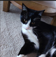 Adopter  chat : Nix