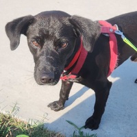 Adopter  chien : TAIRO