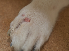 La verrue chez le chien : comment la reconnaître et la traiter