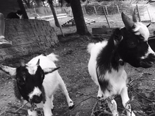 Adopter une chèvre : tout savoir avant de l'accueillir