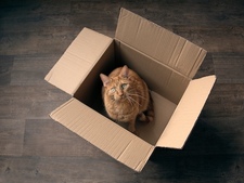 Animaux et logement social : ce que vous pouvez (et ne pouvez pas) faire