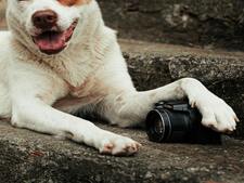 Adopter un chien croisé : les avantages et les différences avec un chien de race