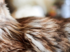 Pourquoi cette race de chat star d’Internet inquiète de plus en plus les refuges