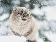 Grand froid : comment aider les animaux dans la rue et dans votre jardin ?