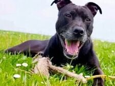 Curtis, chien en sursis : une association prête à changer son destin