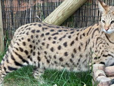 Peut-on adopter un chat Savannah en France ? Ce que dit la loi