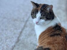 Incroyable mais vrai : comment les chats rapprochent les citadins