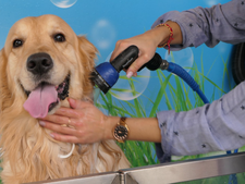 Stations de lavage pour chiens : pourquoi en abuser peut nuire à leur bien-être