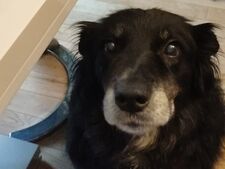 Votre chien vous fixe pendant les repas ? Ce n’est pas seulement de la gourmandise